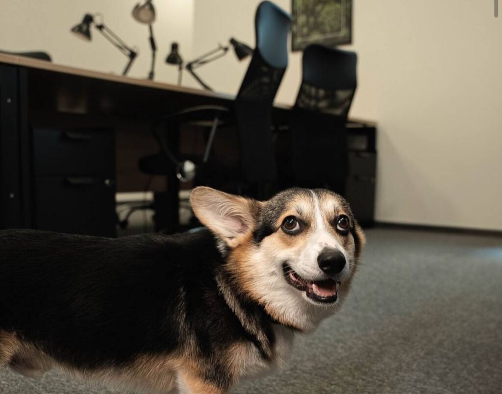 Pies w biurze